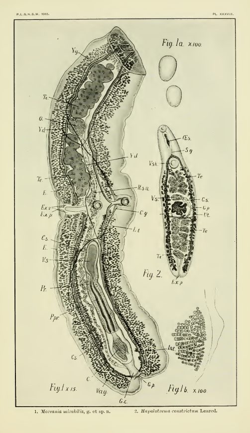 Moreauia mirabilis